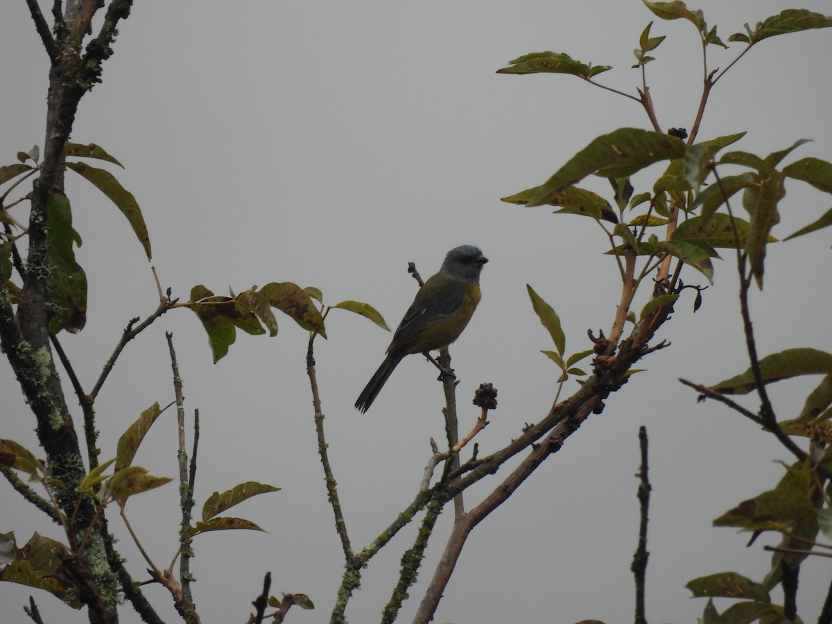 Blue-and-yellow Tanager - ML645005283