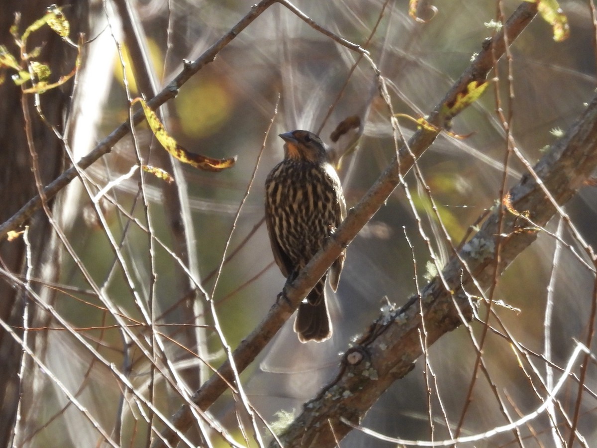Red-winged Blackbird - ML645005295