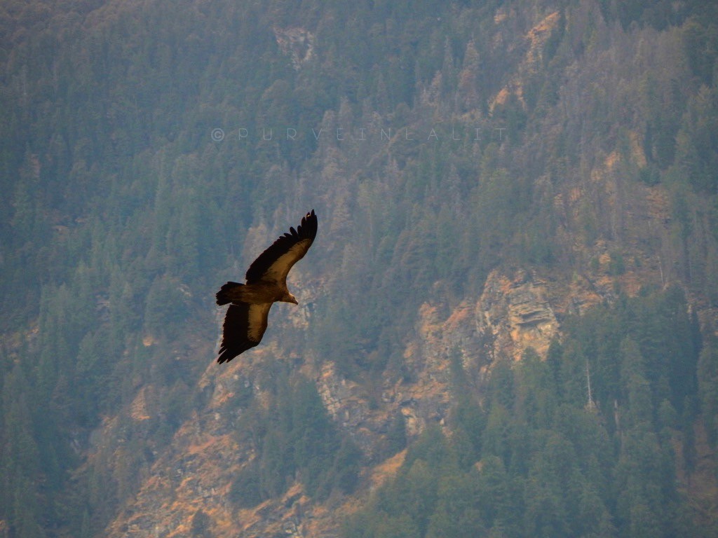 sup himálajský - ML645005308