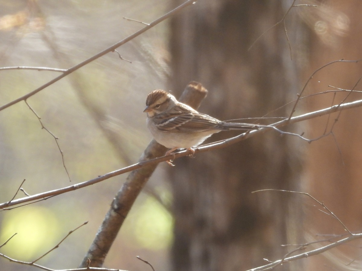 Chipping Sparrow - ML645005310