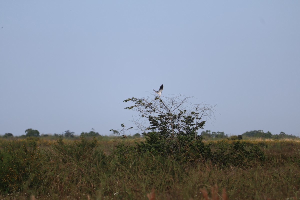 luněc americký - ML645005311