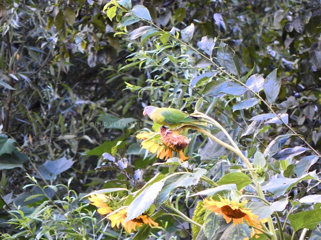 Гималайский кольчатый попугай - ML645005315