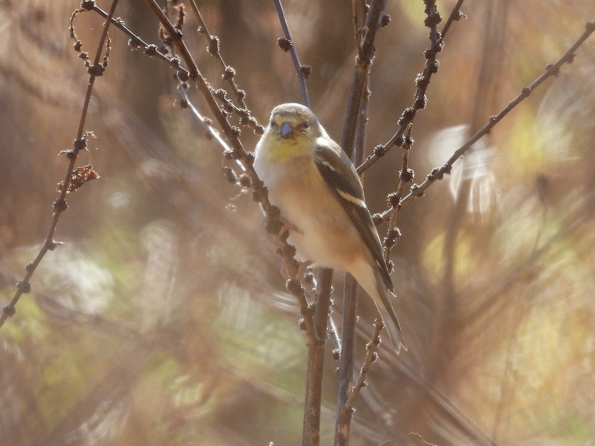 American Goldfinch - ML645005322