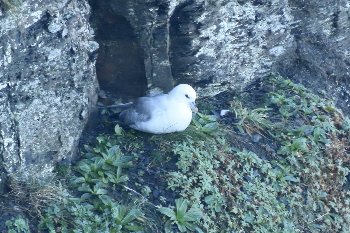 havhest - ML645005333