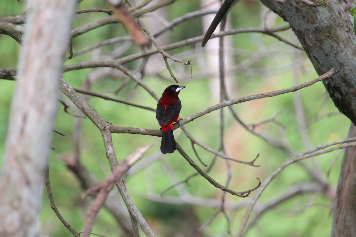 Crimson-backed Tanager - ML645005341