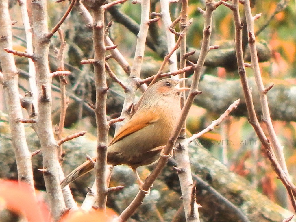 Garrulaxe barré - ML645005347