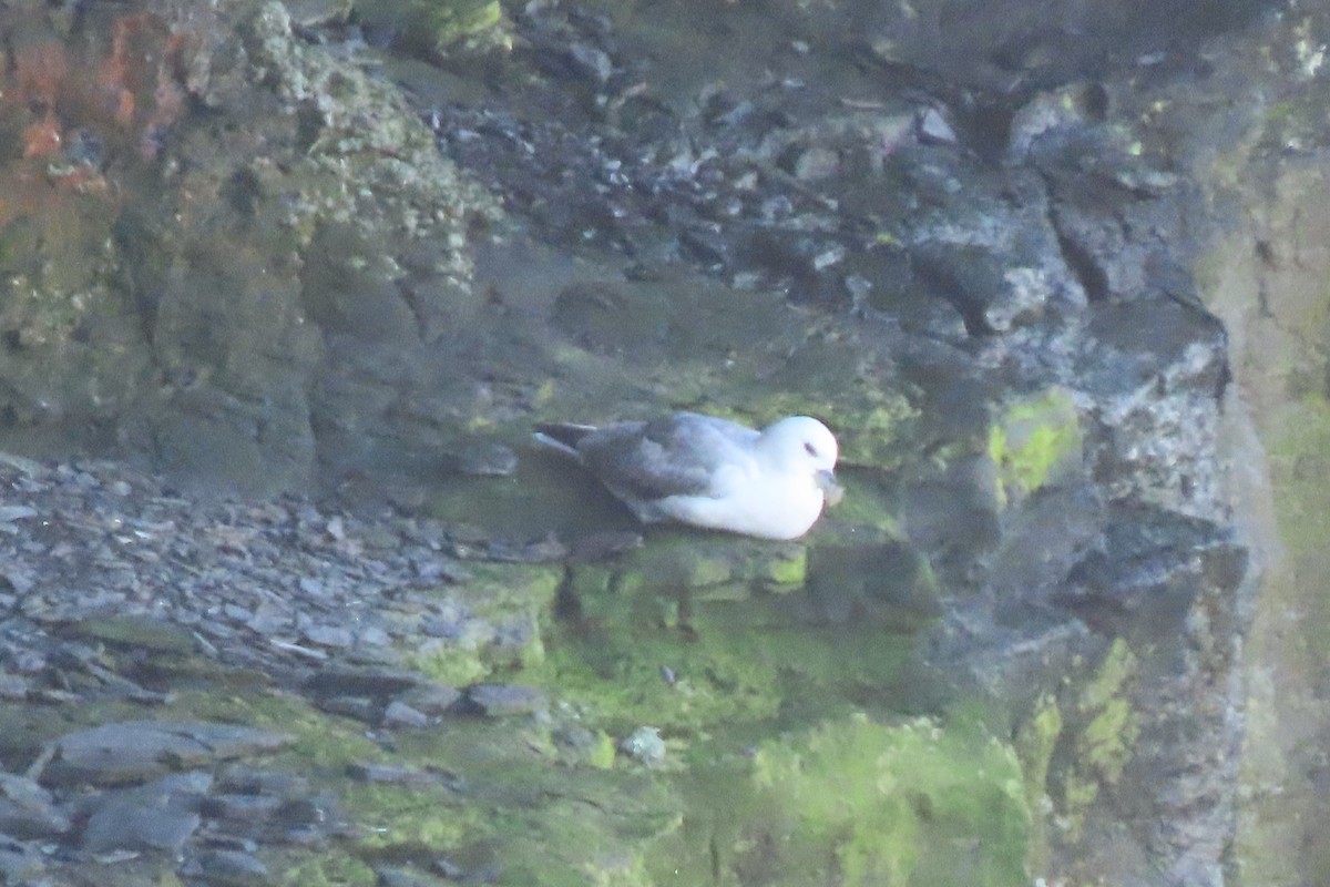 havhest - ML645005354