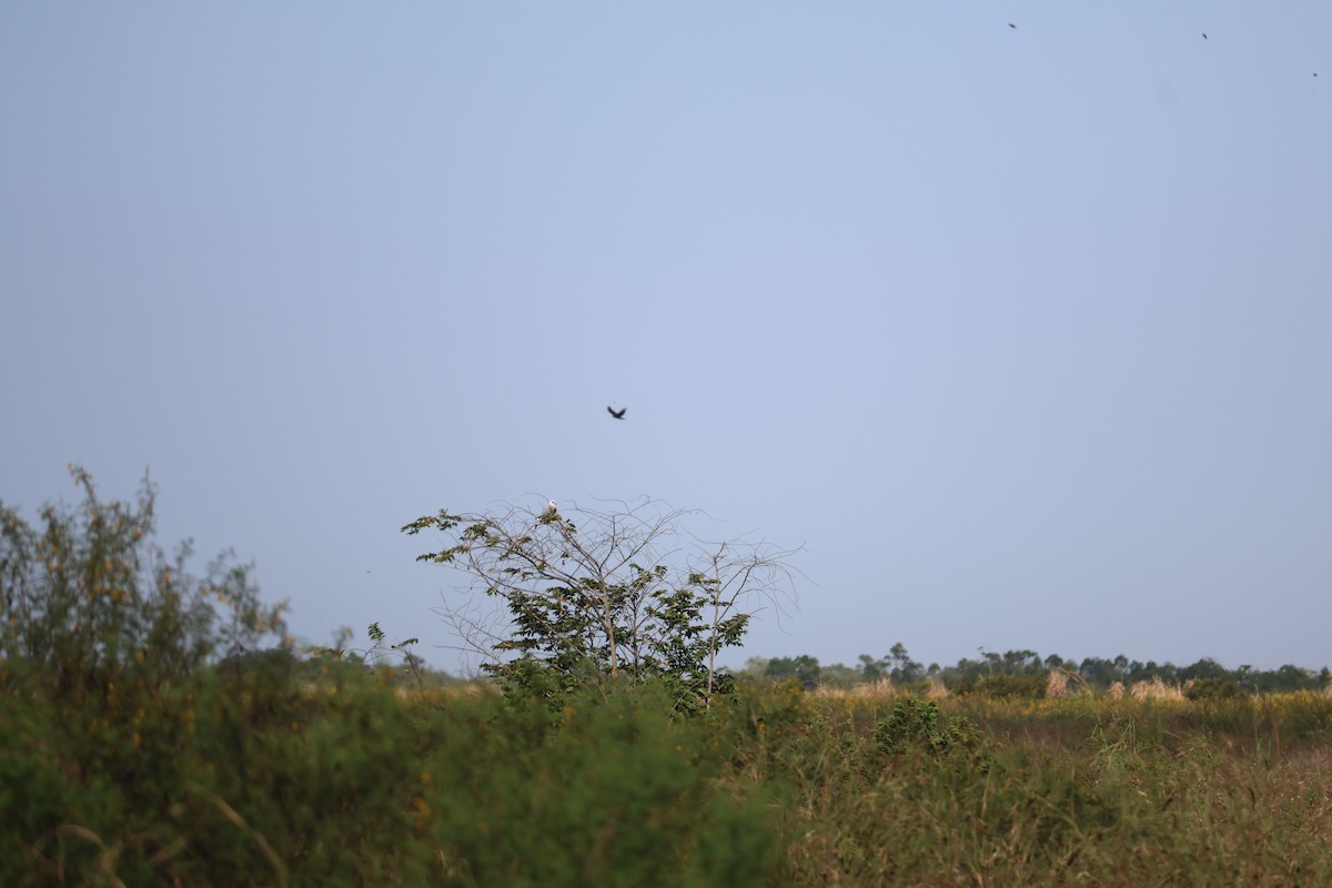 luněc americký - ML645005355