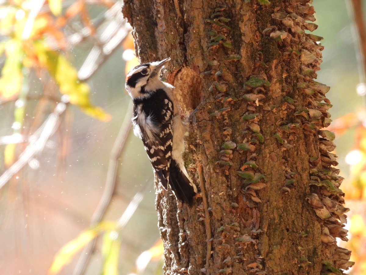 Downy Woodpecker - ML645005371
