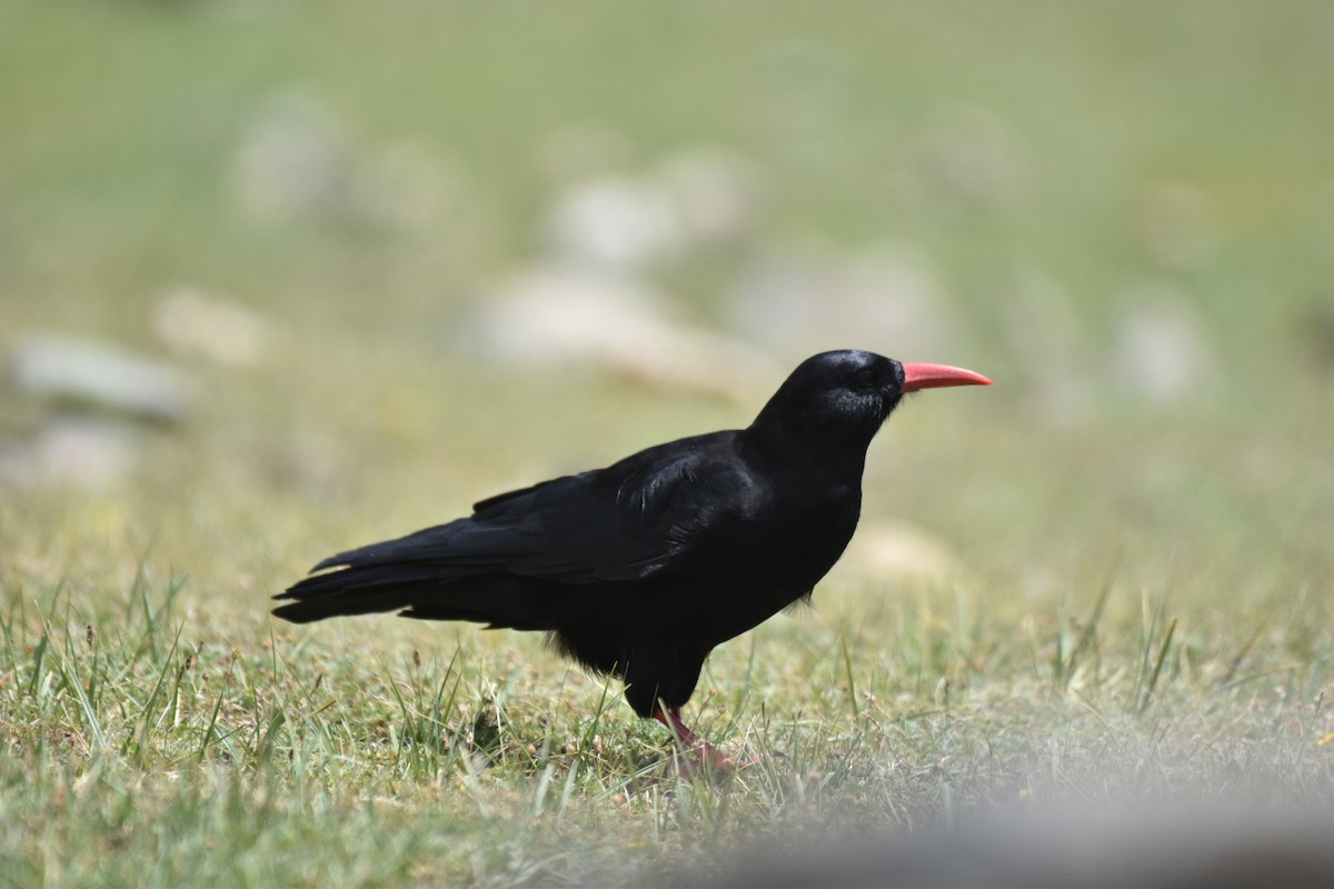 ベニハシガラス - ML645005373