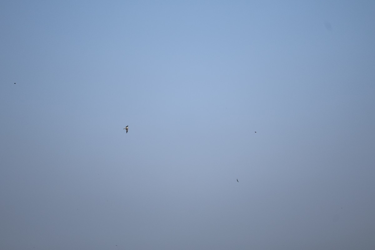 luněc americký - ML645005387