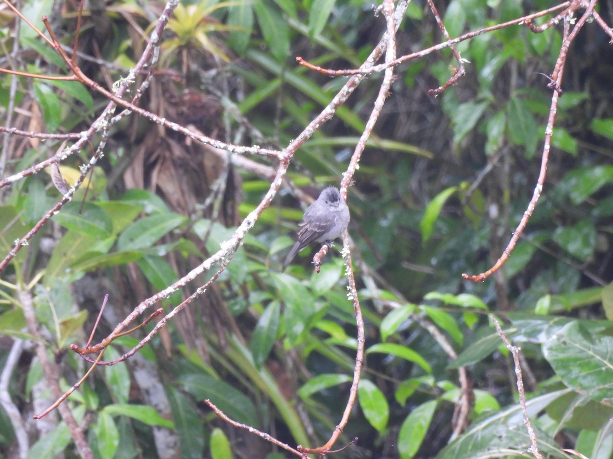 Smoke-colored Pewee - ML645005394