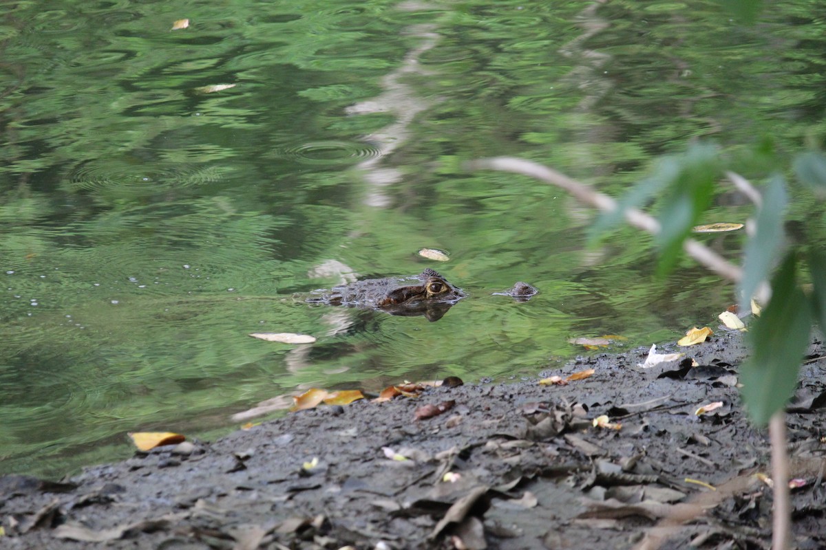 Spectacled Caiman - ML645005400