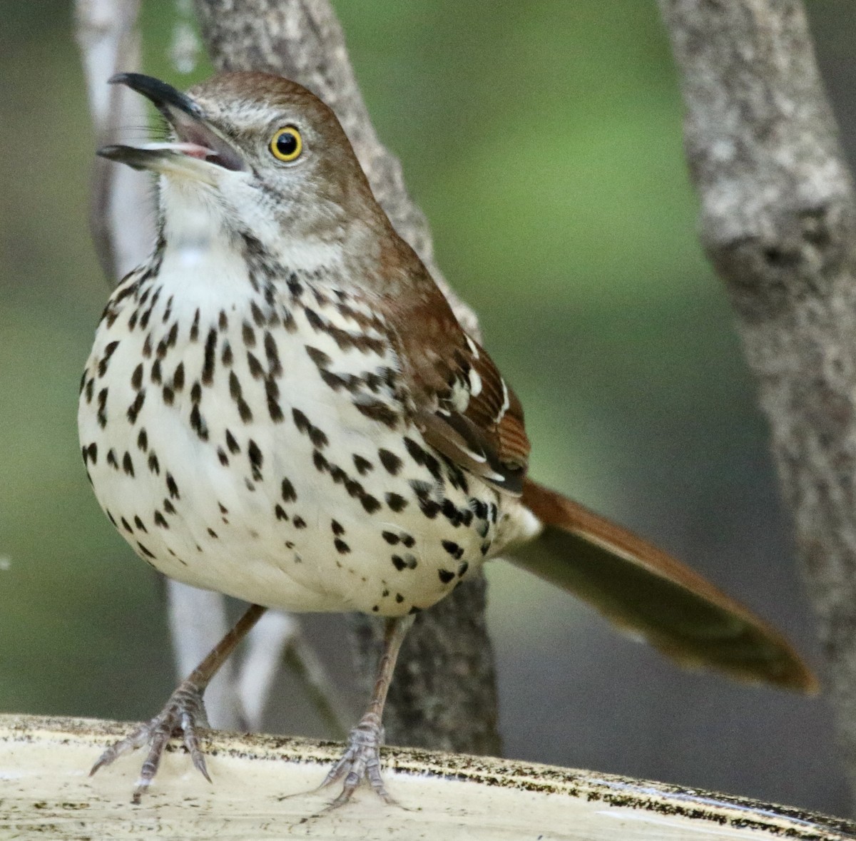 Brown Thrasher - ML645005404