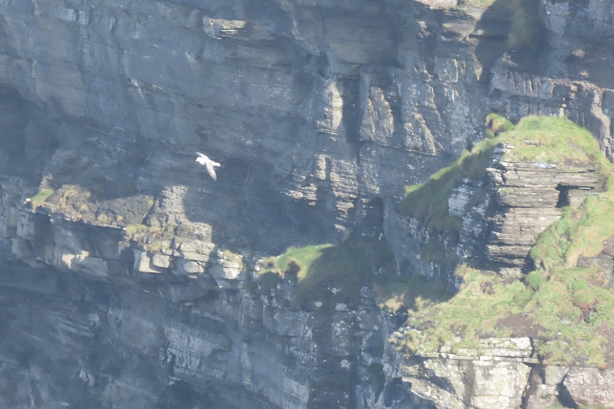 havhest - ML645005411