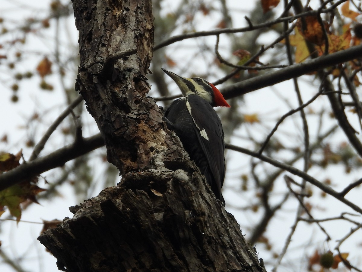 Pileated Woodpecker - ML645005413