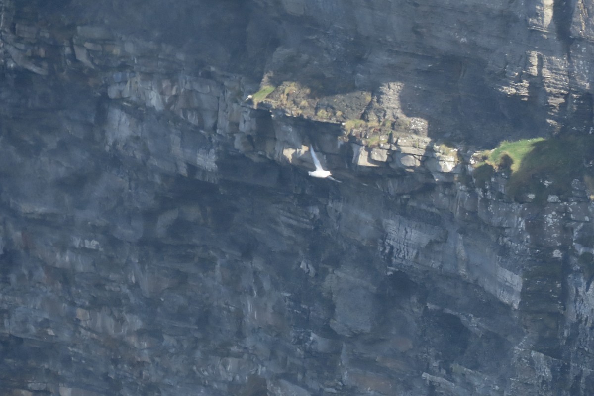 havhest - ML645005425