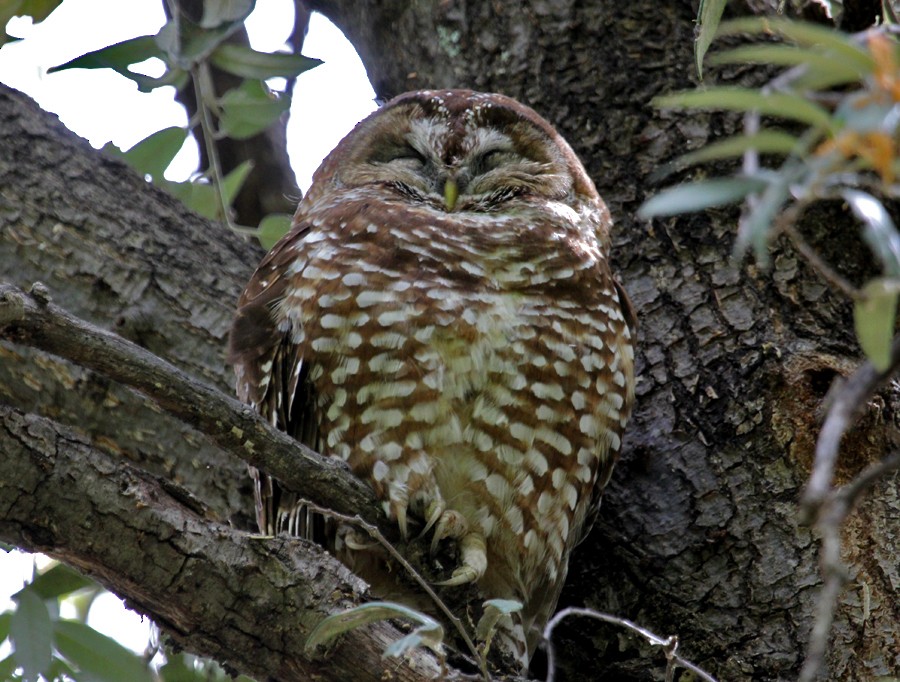 Chouette tachetée (lucida) - ML645005432