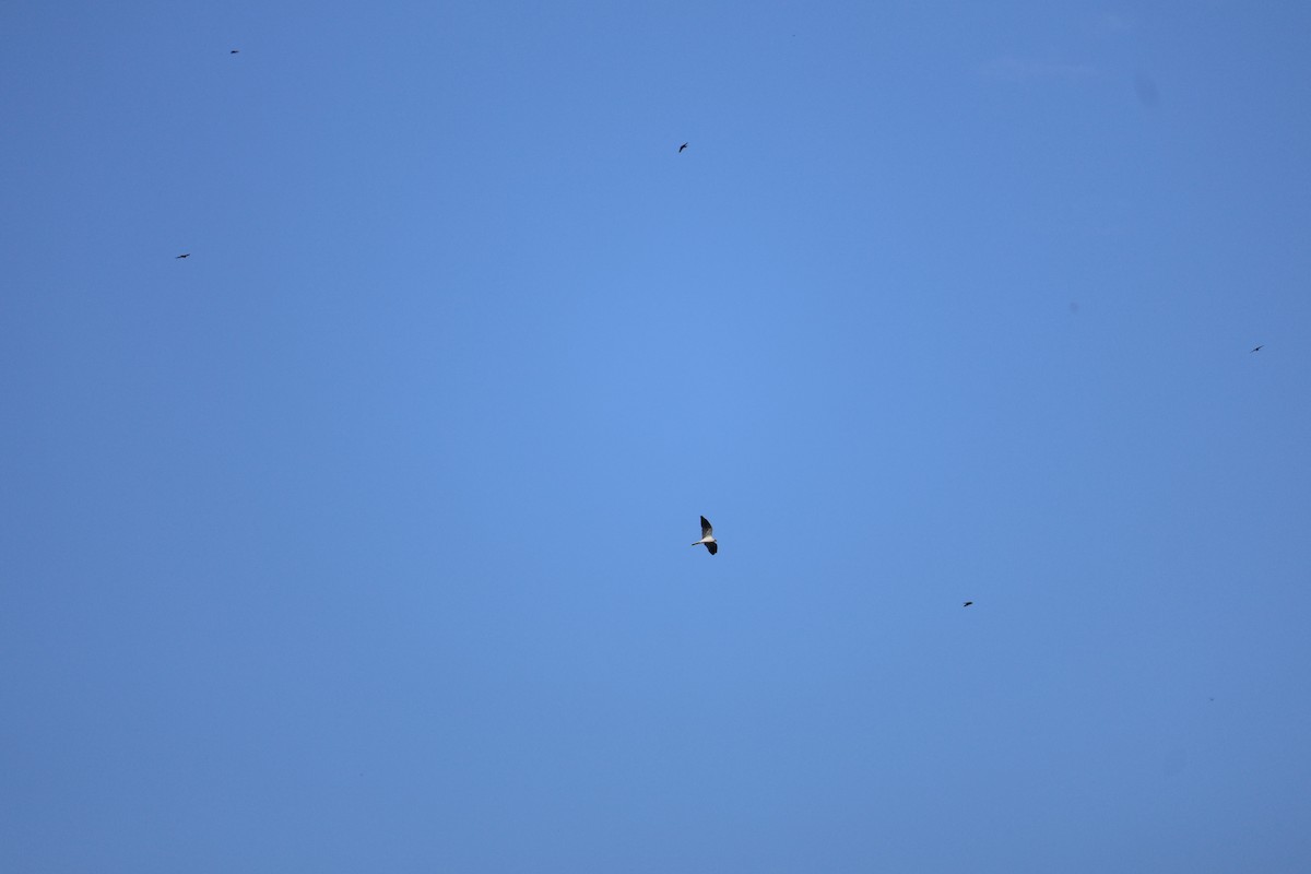 luněc americký - ML645005438