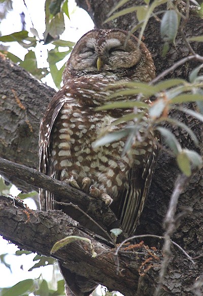 Chouette tachetée (lucida) - ML645005441