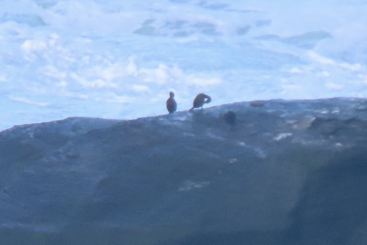 toppskarv - ML645005442