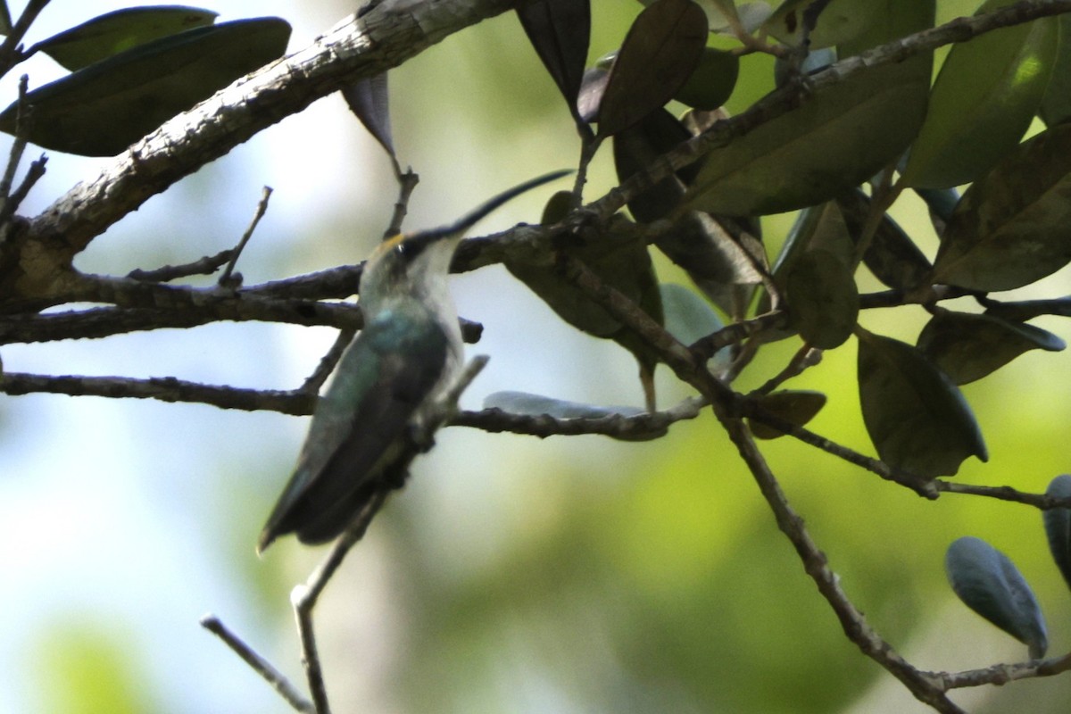 Puerto Rican Mango - ML645005443