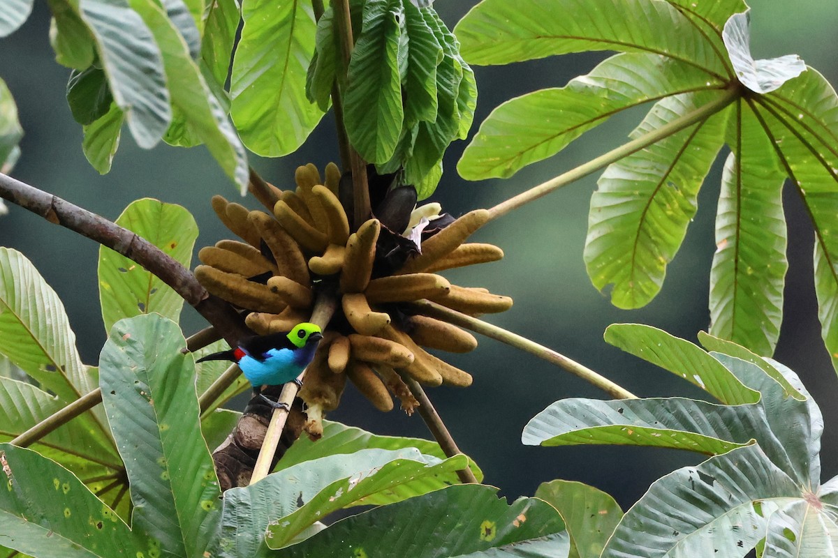 Paradise Tanager - ML645005448