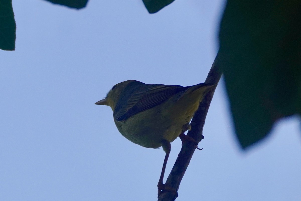 Northern Yellow Warbler - ML645005475