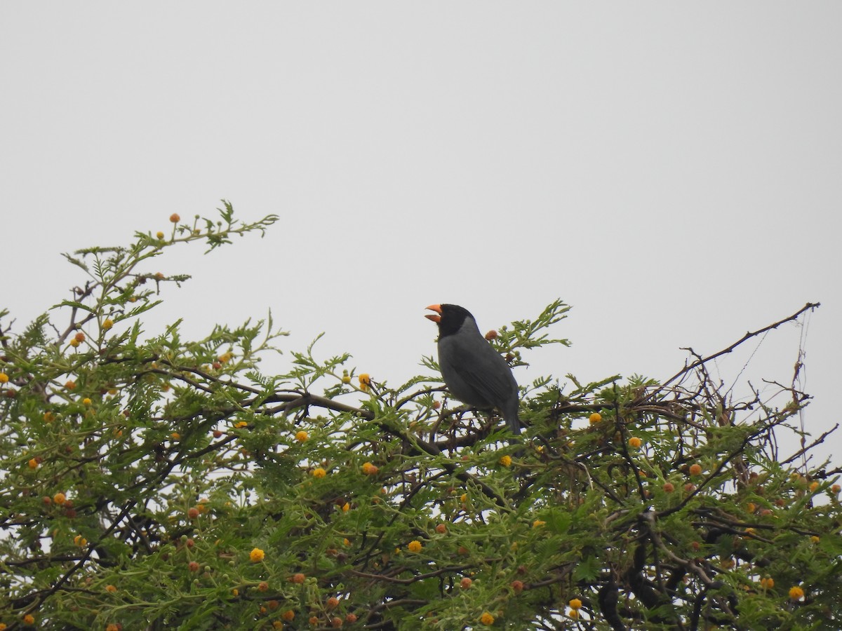 Black-cowled Saltator - ML645005478