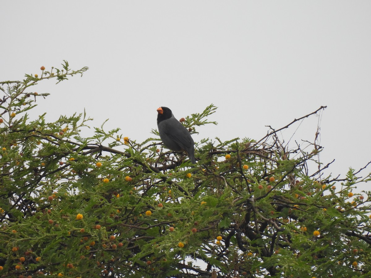 Black-cowled Saltator - ML645005479