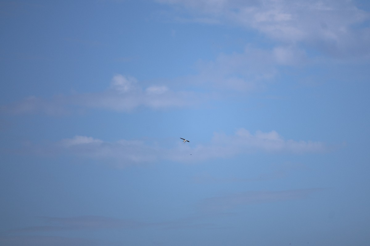 luněc americký - ML645005480