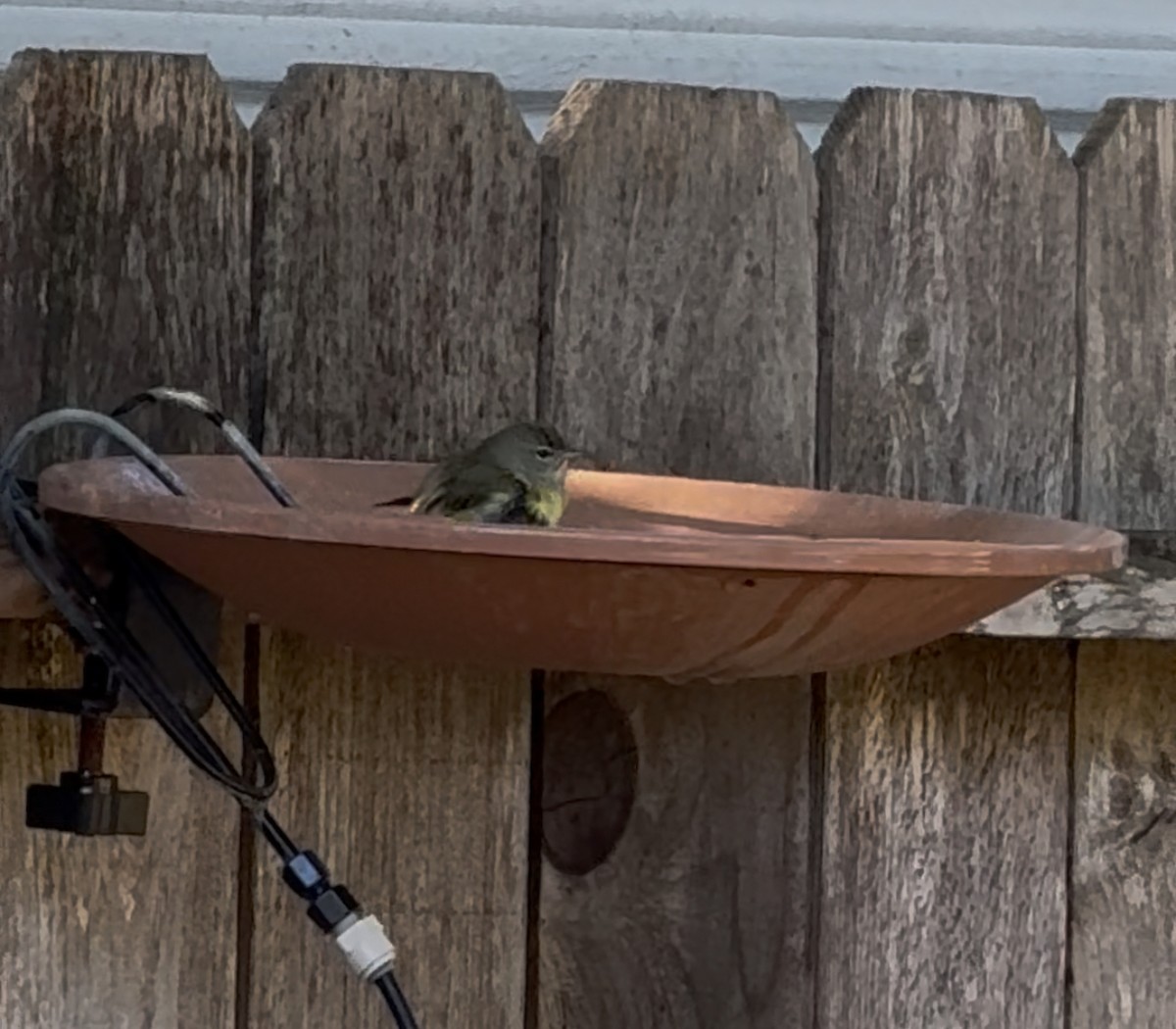 Orange-crowned Warbler - ML645005481