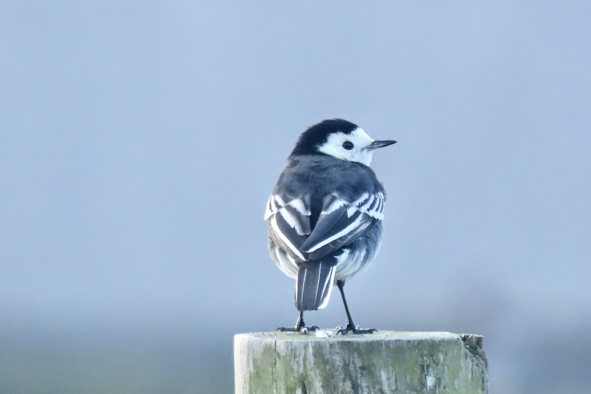 White Wagtail - ML645005490