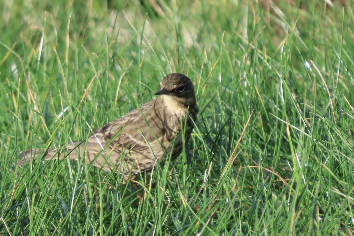 Rock Pipit - ML645005508