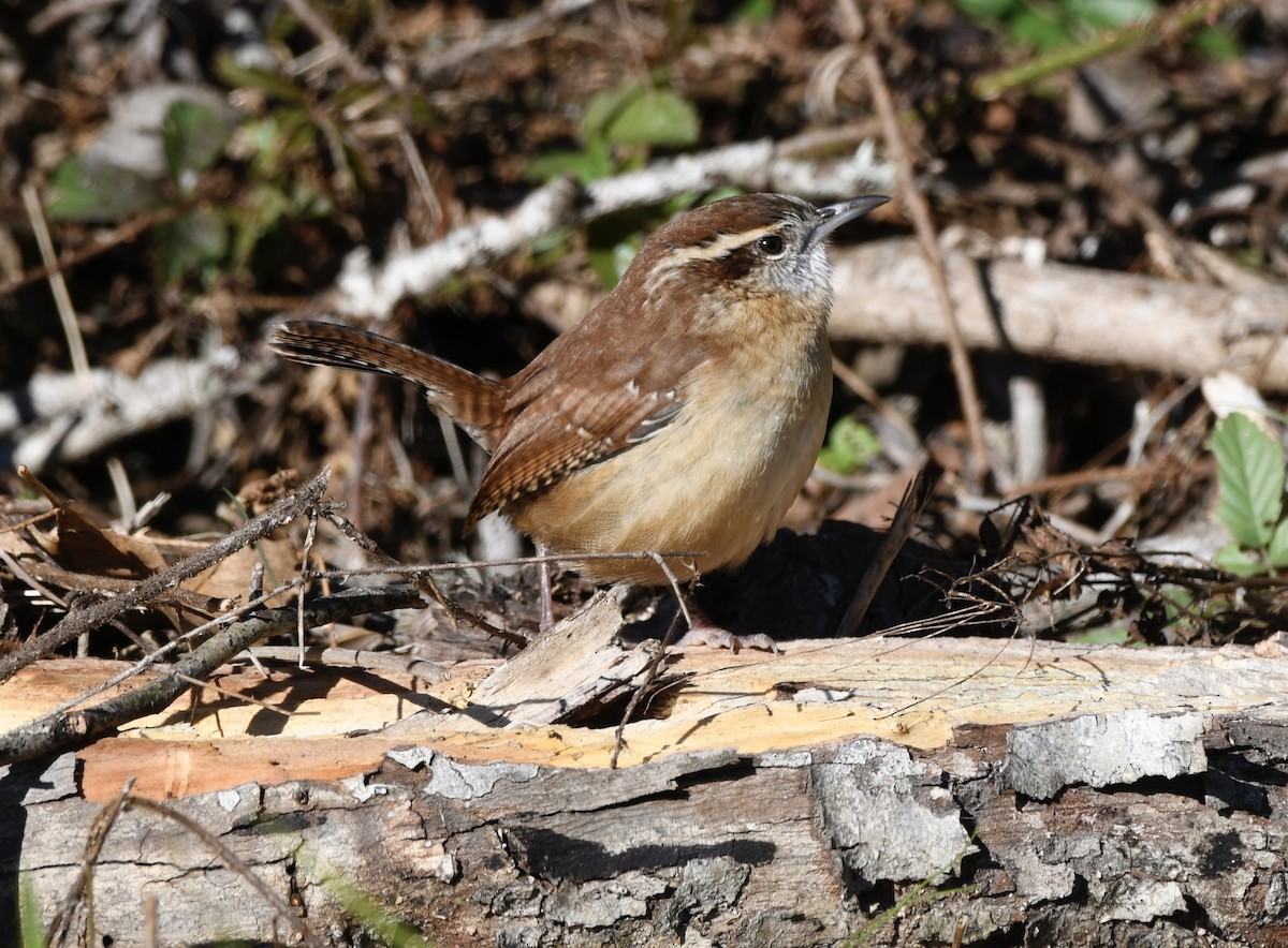 Carolina Wren - ML645005520