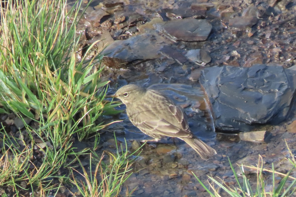 Rock Pipit - ML645005521