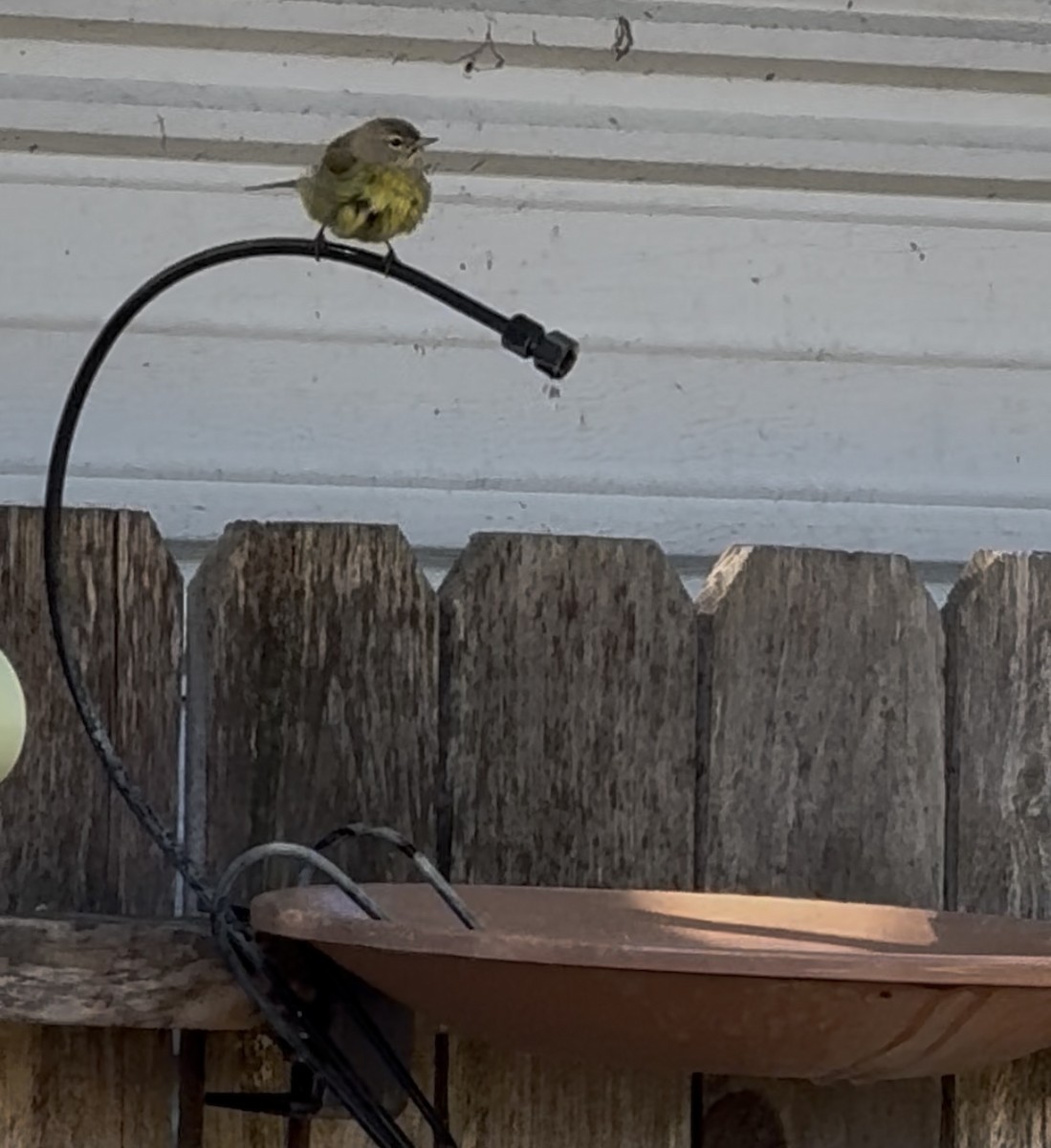 Orange-crowned Warbler - ML645005524