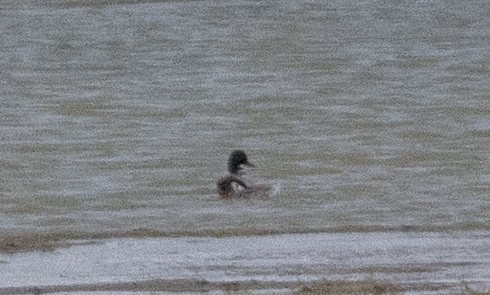 ヨシガモ - ML645005532