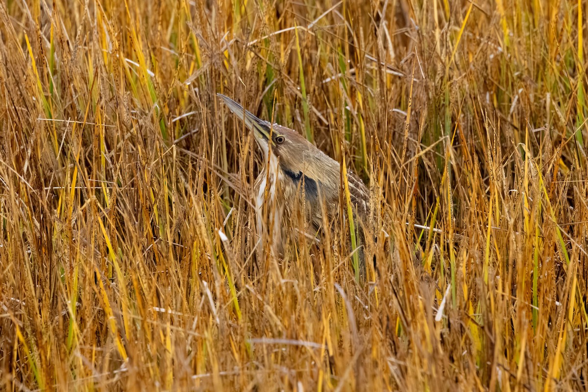 Бугай американський - ML645005540