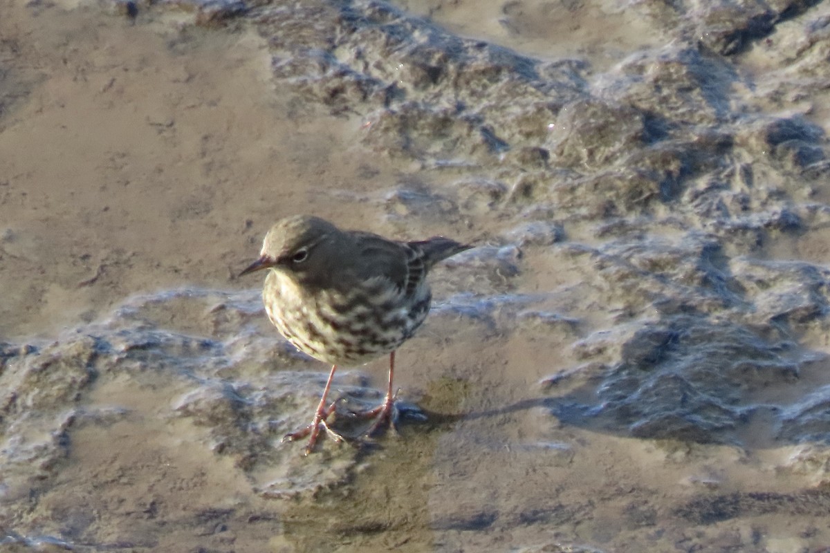 Rock Pipit - ML645005541