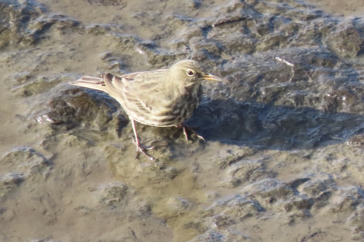 Rock Pipit - ML645005550