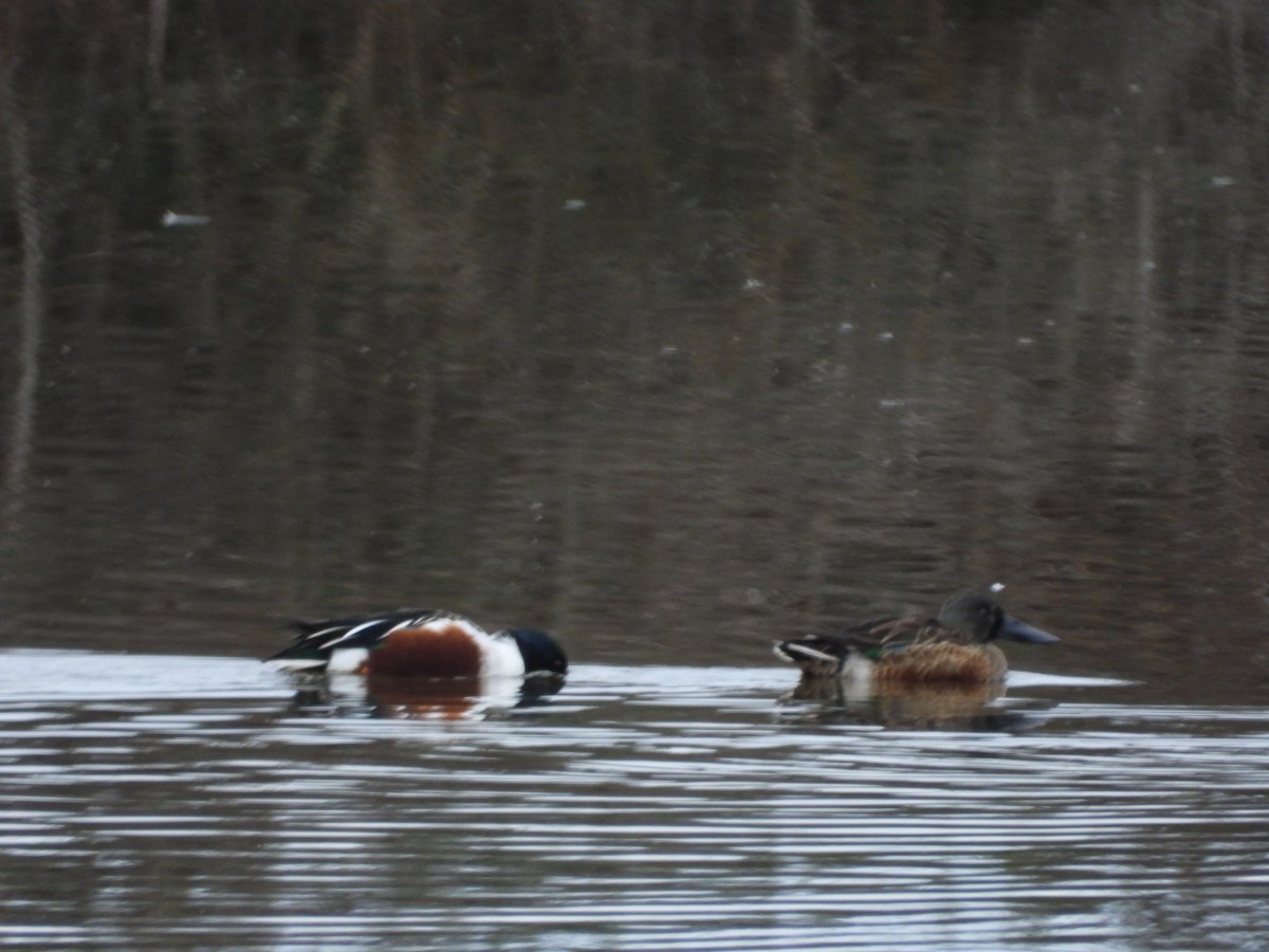 Ahate mokozabal zuria - ML645005563