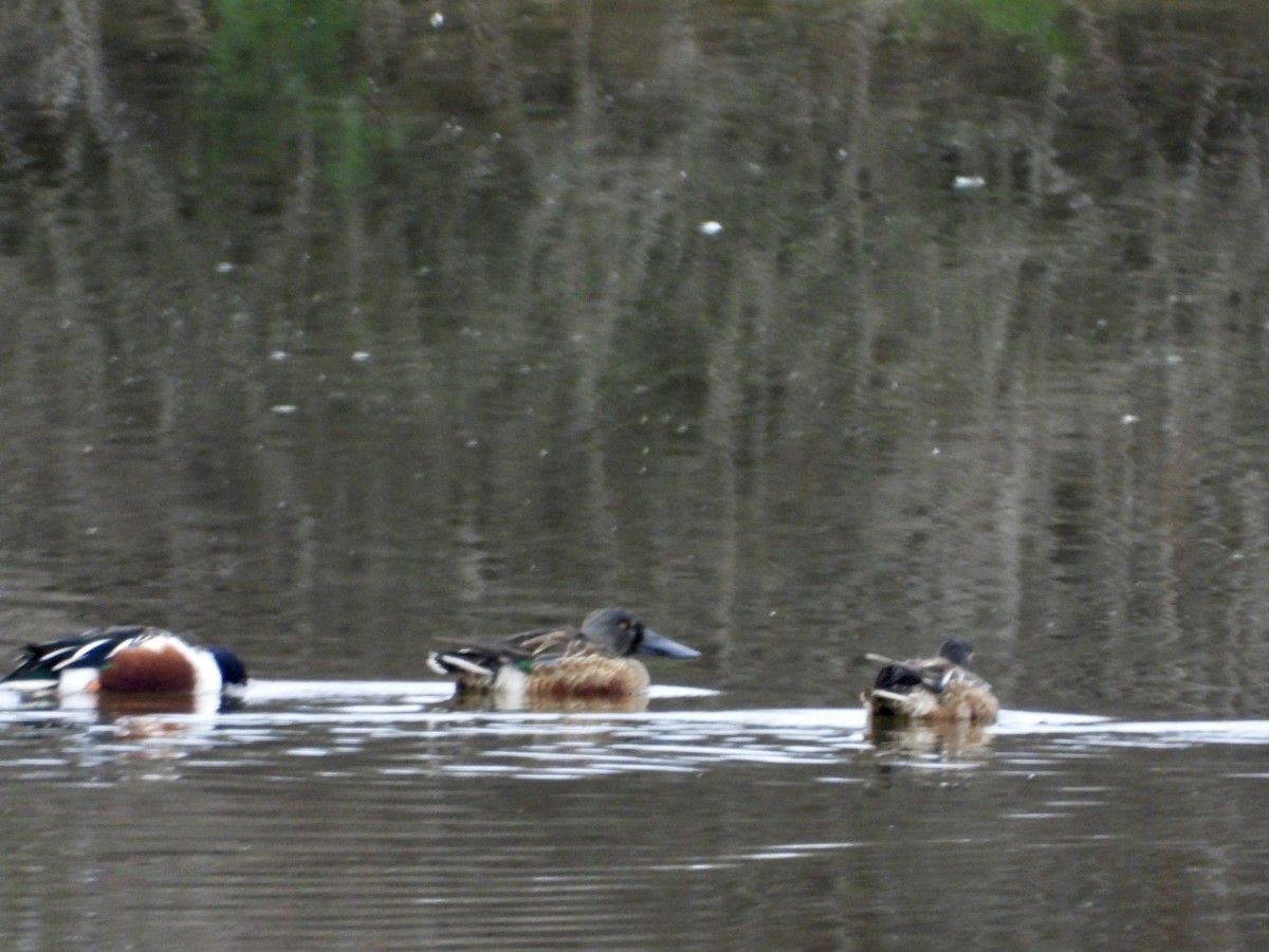 Ahate mokozabal zuria - ML645005564