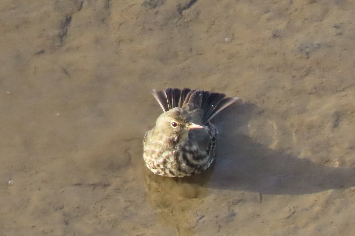 Rock Pipit - ML645005566