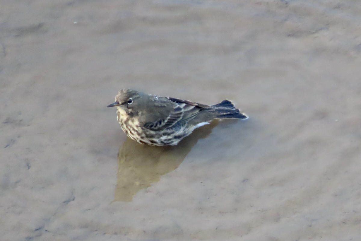 Rock Pipit - ML645005577