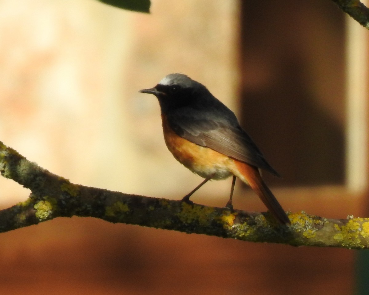 Common Redstart - ML645005584