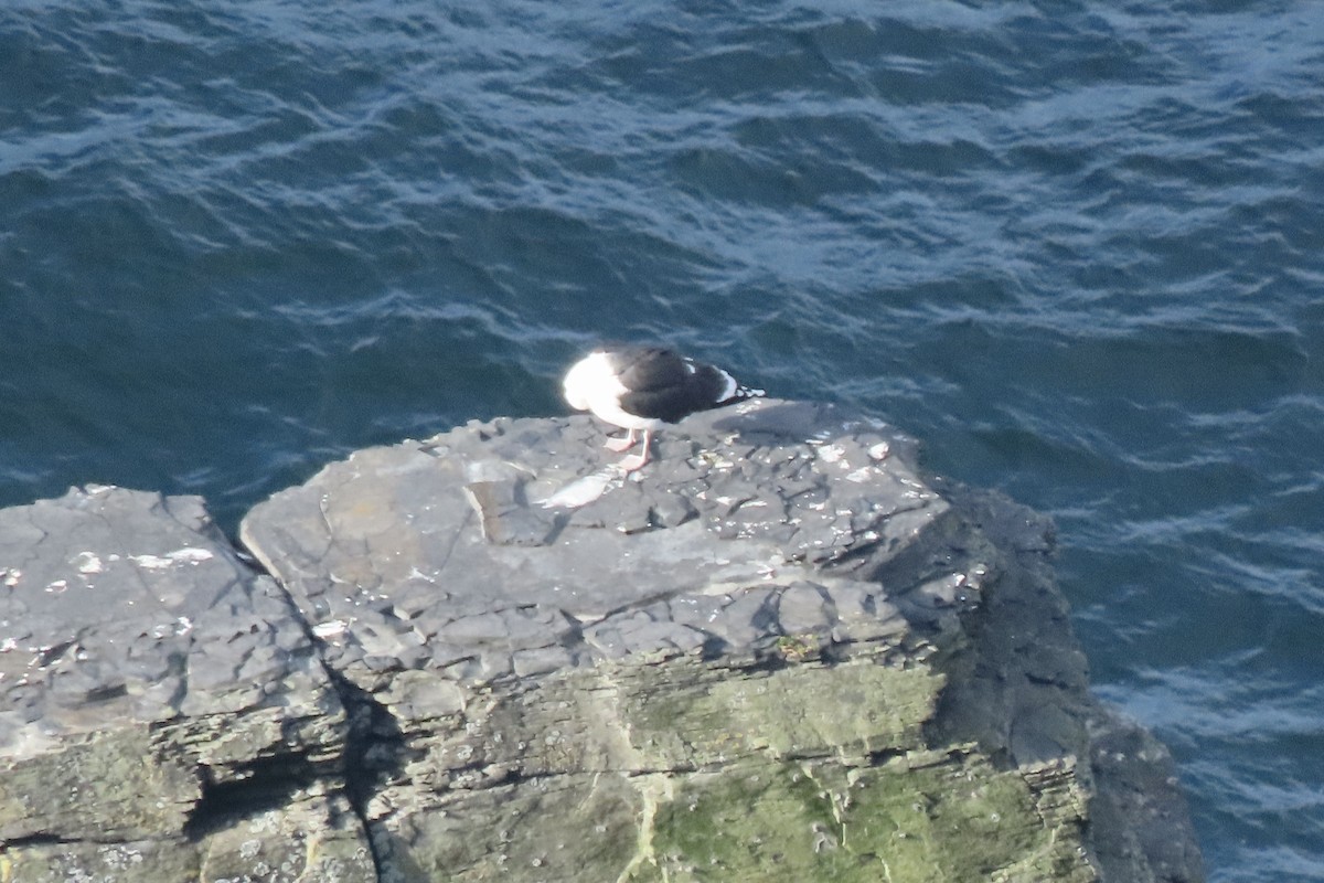 svartbak - ML645005589