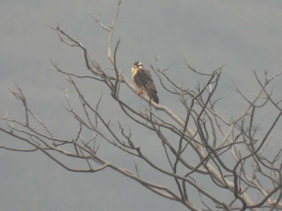 Aplomado Falcon - ML645005607