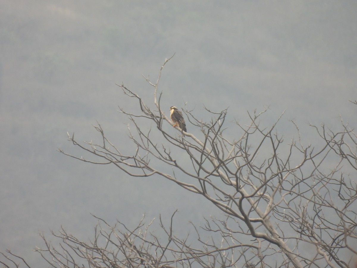 Aplomado Falcon - ML645005608