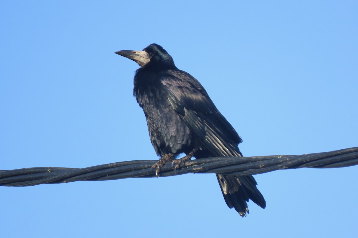 kornkråke - ML645005627